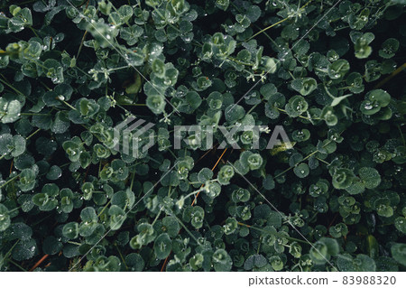 Close-Up Of Dark green leaves Close-Up Of Dark green leaves 83988320