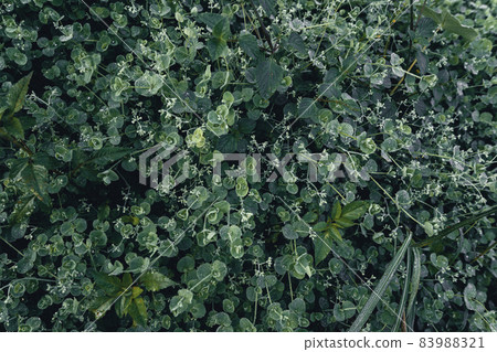 Close-Up Of Dark green leaves Close-Up Of Dark green leaves 83988321