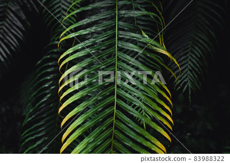Close-Up Of  Dark green leaves 83988322