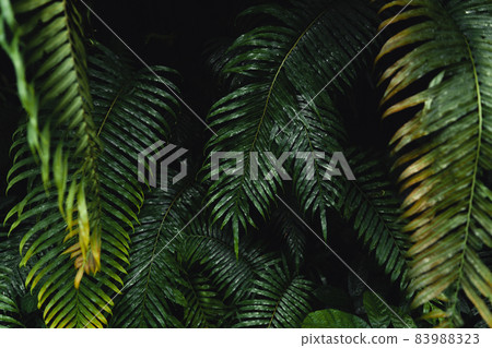 Close-Up Of Dark green leaves Close-Up Of Dark green leaves 83988323
