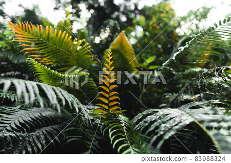 Close-Up Of Dark green leaves Close-Up Of Dark green leaves 83988324