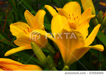 Yellow large buds of a flowering lily in the park. 83988800