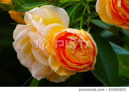 An orange flowering branch of a rose blooms in the garden. 83988803