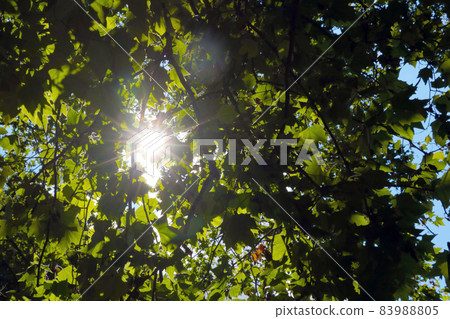 The sun shines through the thick branches of the tree. 83988805