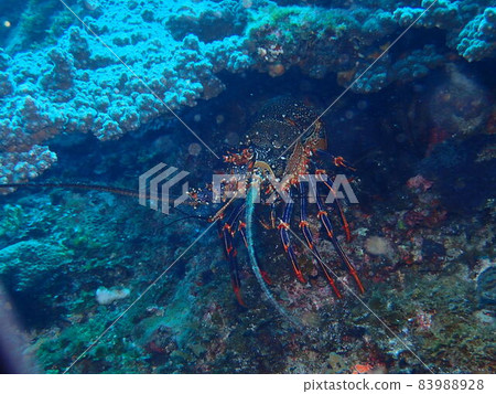 小笠原諸島赤井瀨尾 83988928