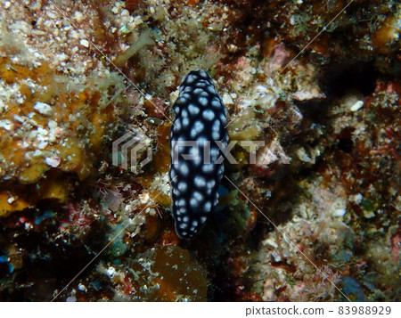 Ogasawara Islands Koibou Miushi 83988929