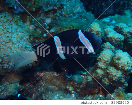 小笠原群島的克拉克海葵 83988930