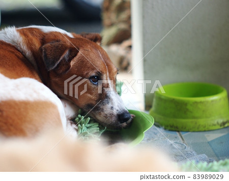 happy alert young Jack Russel terrier dog white and brown color face and eyes with country home outdoor surrounding relaxing near green pet bowl under morning sunlight happy alert young Jack Russel terrier dog white and brown color face and eyes with country home outdoor surrounding relaxing near green pet bowl under morning sunlight 83989029