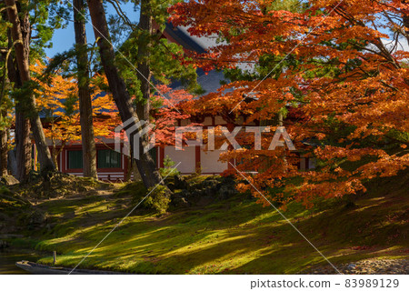 Hikikoshiji in autumn 83989129