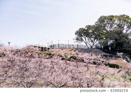 Umebayashi in Souri Pond Park, Chita City, Aichi Prefecture 83989259
