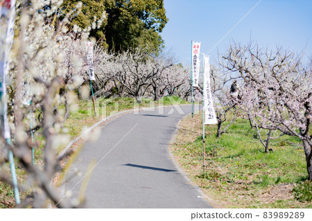 愛知縣知多市蘇里池公園梅林 愛知縣知多市蘇里池公園梅林 83989289