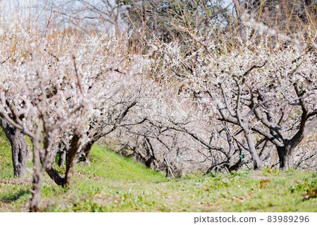Umebayashi in Souri Pond Park, Chita City, Aichi Prefecture 83989296