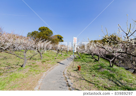 Umebayashi in Souri Pond Park, Chita City, Aichi Prefecture 83989297
