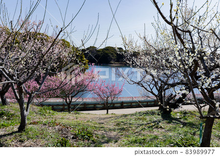 Umebayashi in Souri Pond Park, Chita City, Aichi Prefecture 83989977