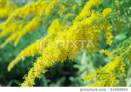 黃花 83989993