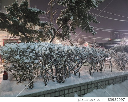 Seoul Winter Seoul Winter 83989997