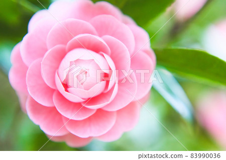 Pink camellia close up 83990036