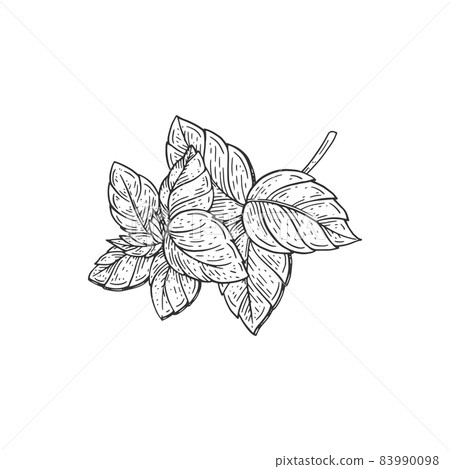 Basil aromatic herb leaves, hand drawn engraving vector illustration isolated. 83990098