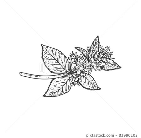 Mint leaf vintage sketch. Peppermint branch with flowers woodcut, perfect for organic food label. 83990102