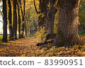 Alley of the old park 83990951