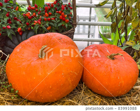 Orange and grey pumpkins. On the wood cover. Flowers around 83991088