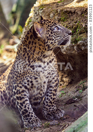 Sri Lankan leopard cub, Panthera pardus kotiya 83991123