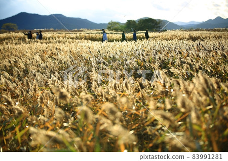 Autumn trip, reed field, Suncheon Bay Autumn trip, reed field, Suncheon Bay 83991281