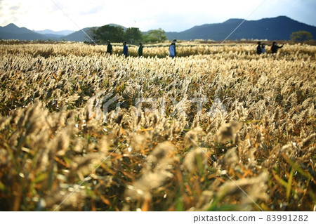 秋天的旅行，蘆葦地，順天灣 83991282