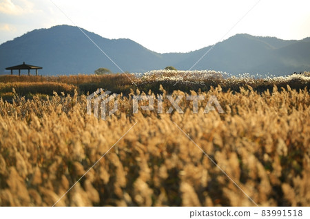 想去的地方蘆葦田風光順天灣 想去的地方蘆葦田風光順天灣 83991518