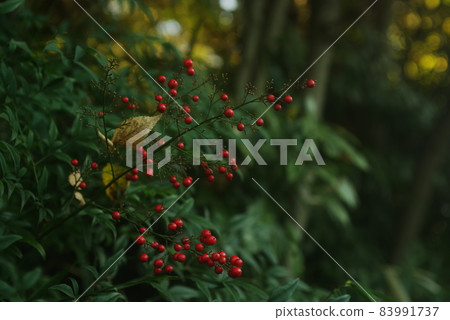 red nut 83991737