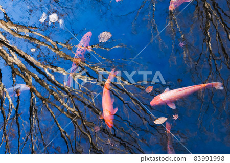 A mysterious Nishikigoi swimming in a forest of reflection A mysterious Nishikigoi swimming in a forest of reflection 83991998