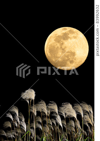 [Autumn Image] Mid-Autumn Moon and Susuki 83992632