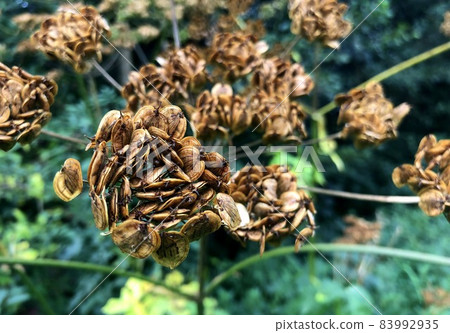 healthy food found in nature ready to eat healthy food found in nature ready to eat 83992935