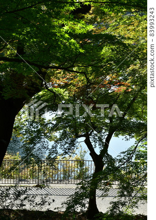 幸福村落在秋末 幸福村落在秋末 83993243