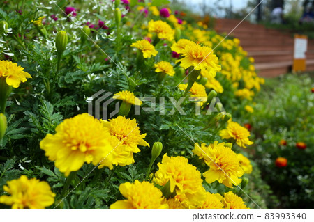Yellow Wild Chrysanthemum Yellow Wild Chrysanthemum 83993340