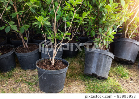 Many small plastic pots with rhododendron azalea flower bushes prepared for planting ornamental garden meadow sunny day. Seasonal plant transplantation. Landscaping design concept. Plant nursery sale 83993958