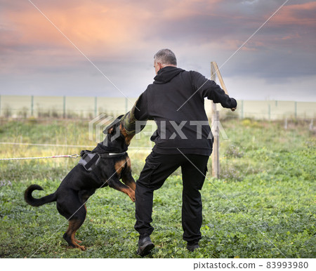 training of puppy rottweiler 83993980