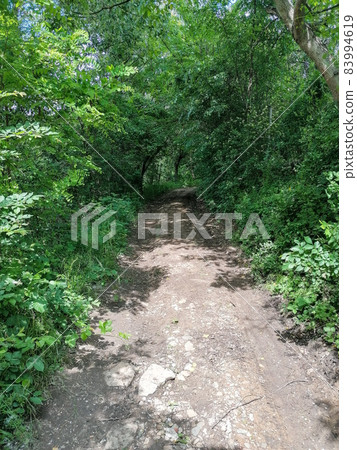 The road through the woods The road through the woods 83994619