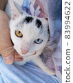 A cat with different eyes 83994622