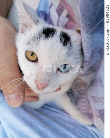 A cat with different eyes A cat with different eyes 83994622