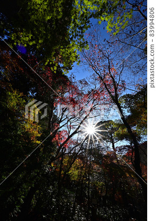 瑞寶寺公園的紅葉 83994806