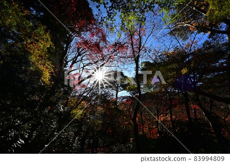 瑞寶寺公園的紅葉 83994809