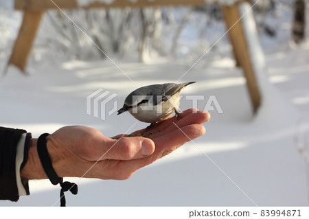Nuthatch pecking grain with male palm in winter Nuthatch pecking grain with male palm in winter 83994871