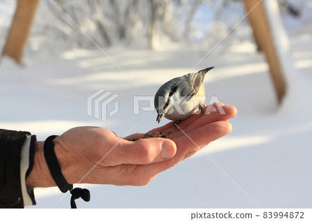 Nuthatch pecking grain with male palm in winter Nuthatch pecking grain with male palm in winter 83994872