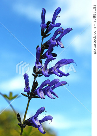 Salvia Guaranitica 83995182