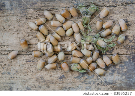closeup hazelnuts with nutshells on a wooden table closeup hazelnuts with nutshells on a wooden table 83995237