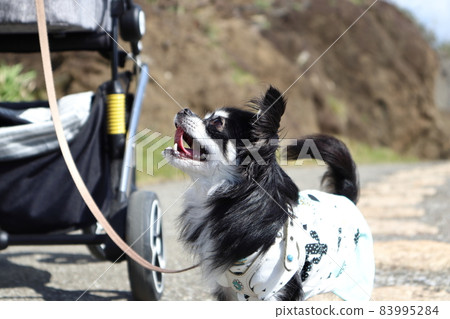 A dog looking at its owner Chihuahua's sea walk A dog looking at its owner Chihuahua's sea walk 83995284