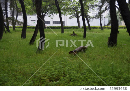 Ramsar Convention Wetland Fujimae Tidal Flat Ramsar Convention Wetland Fujimae Tidal Flat 83995688