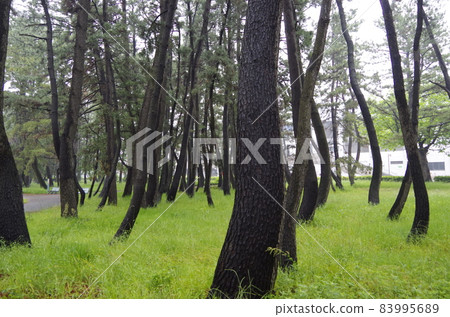 Ramsar Convention Wetland Fujimae Tidal Flat Ramsar Convention Wetland Fujimae Tidal Flat 83995689