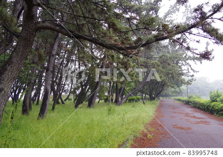 拉姆薩爾公約濕地藤前灘塗 83995748